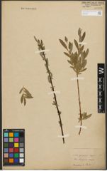 Foto von Salix purpurea L. x Salix repens L.